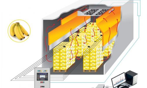 Δυναμική Ωρίμανση