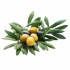 Olives