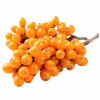 Buckthorn